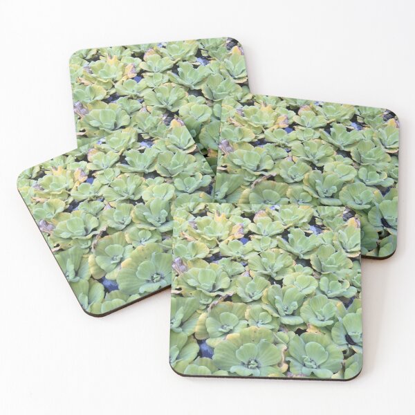 Item preview, Lily Pad Succulents in the water designed and sold by Adventuresofcc.