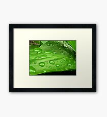 Green leaf of calla Framed Print