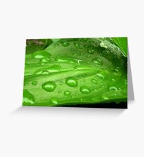 Green leaf of calla Greeting Card