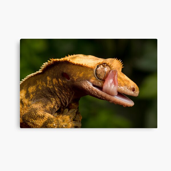 Crested Gecko Canvas Print