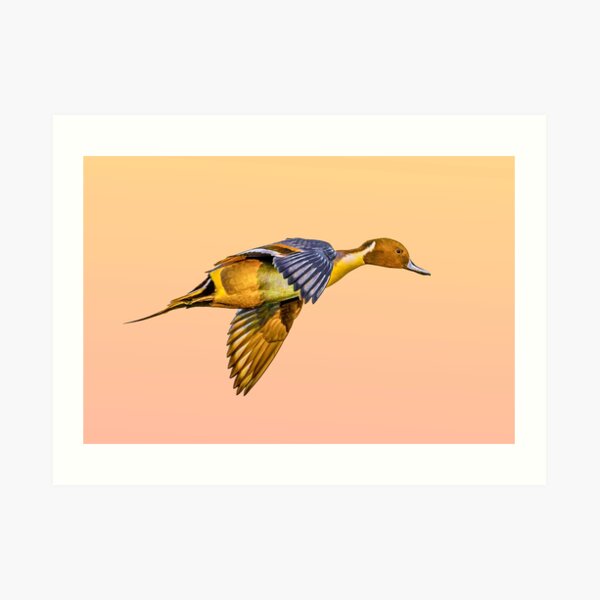 Pintail at sunset Art Print