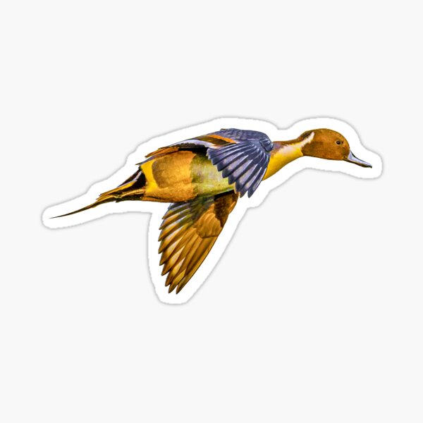 Pintail at sunset Sticker