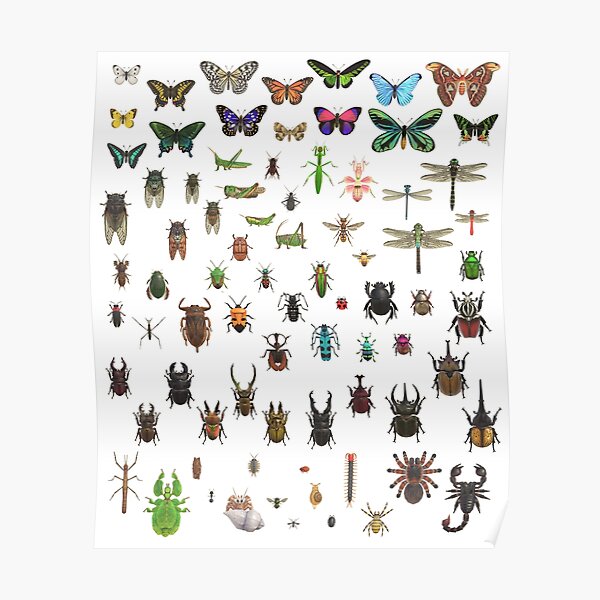 BUGS N’ STUFF Critterpedia Complete Taxonomy Poster