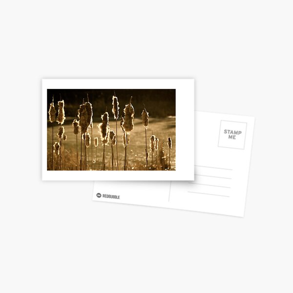 Bullrushes in Sunlight Postcard