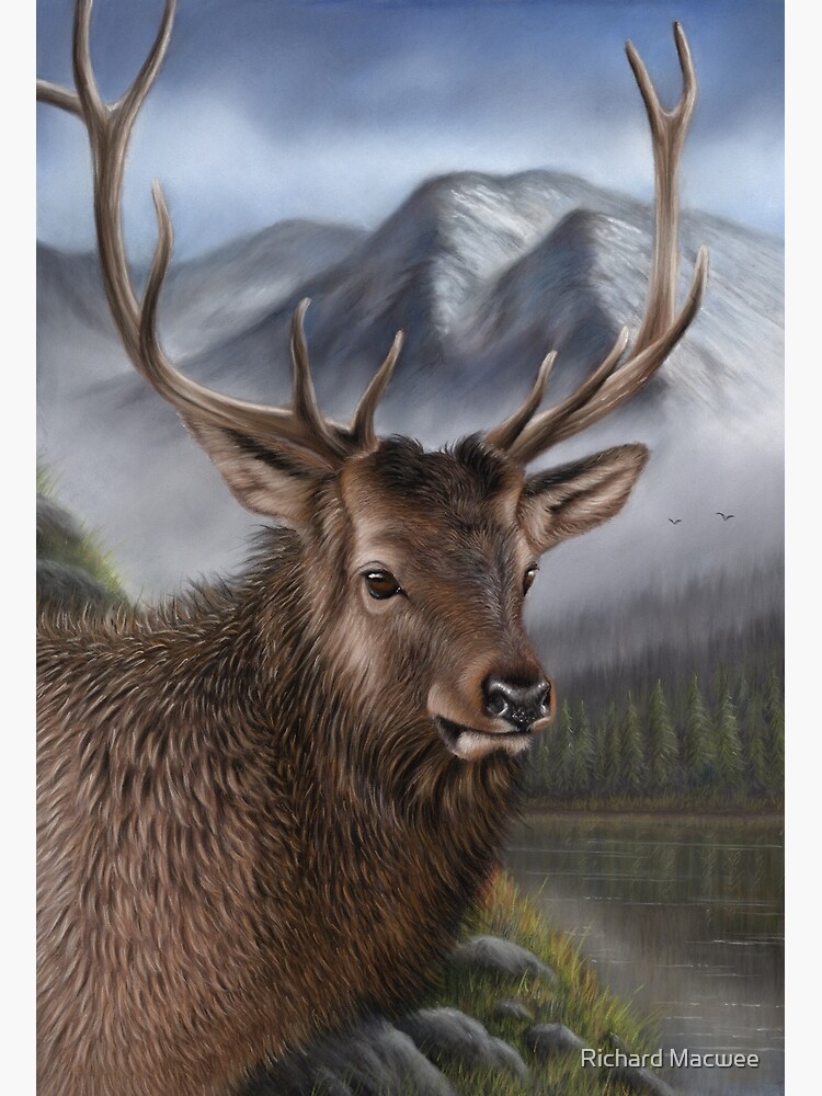 Wildlife Artwork of an Elk by richardmacwee