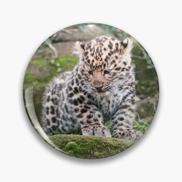 Item preview, Amur Leopard Photography designed and sold by NatashaBalletta.