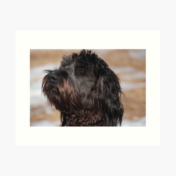 Hailey Art Print
