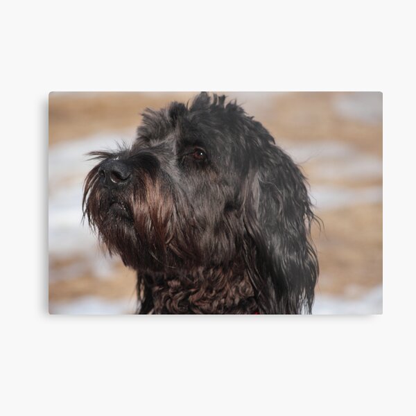 Hailey Metal Print