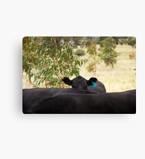 The Hidden Cow Canvas Print