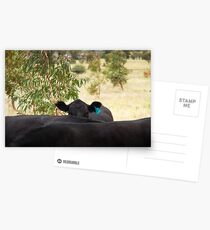 The Hidden Cow Postcards