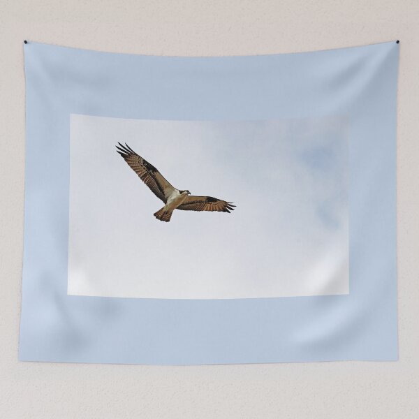 Item preview, Osprey Soaring designed and sold by Deb Oppermann.