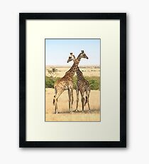 Maasai Giraffes. Males Necking #4, Maasai Mara, Kenya Framed Print