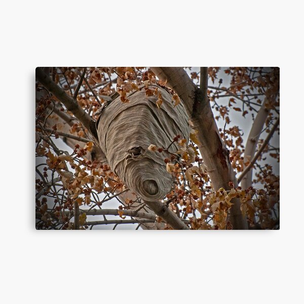 It's no picnic Canvas Print