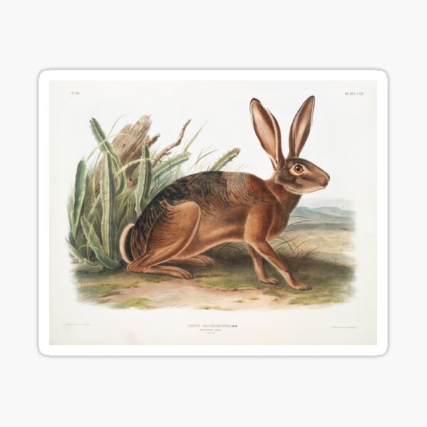 Item preview, Hare - John James Audubon designed and sold by Vintage Designs +.