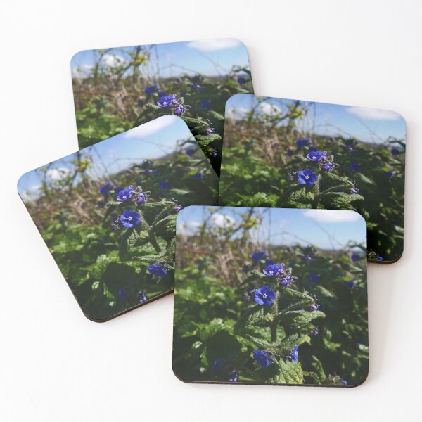Green Alkanet (Pentaglottis sempervirens) Coasters (Set of 4)
