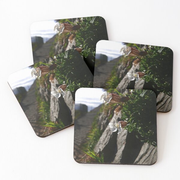 Item preview, Sea Campion (Silene uniflora) designed and sold by IOMWildFlowers.