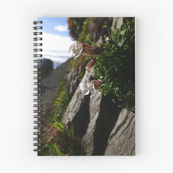 Item preview, Sea Campion (Silene uniflora) designed and sold by IOMWildFlowers.