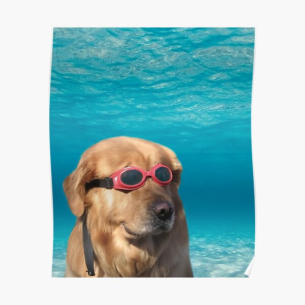 Swimmer Dog Poster