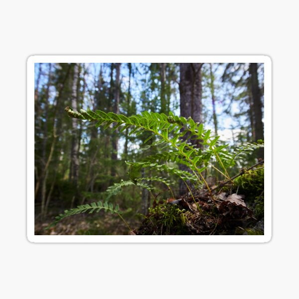 Fresh Common polypody Sticker