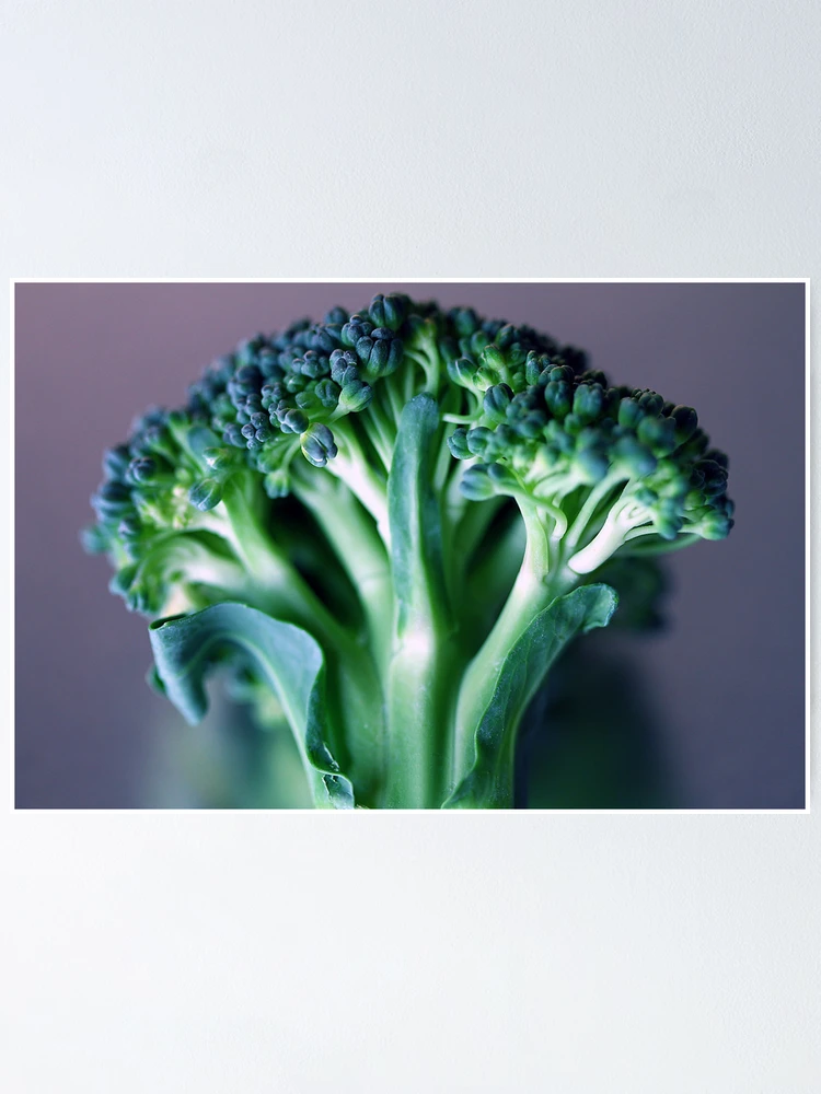 Thumbnail 1 of 3, Poster, Broccoli designed and sold by RaphArt.