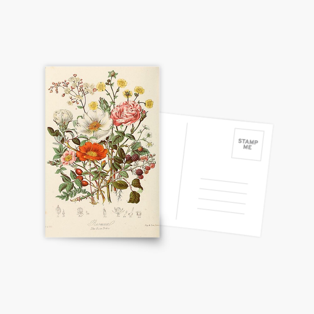 vintage flowers Postcard