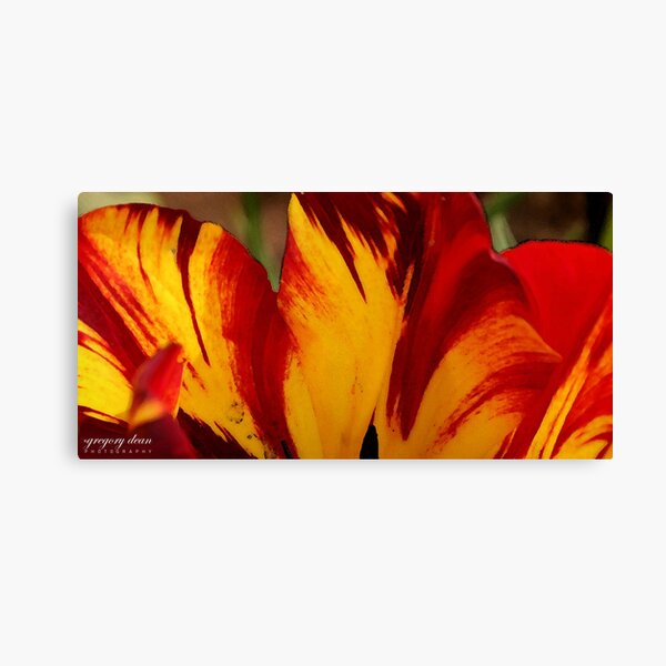 Tulip Watercolor Canvas Print