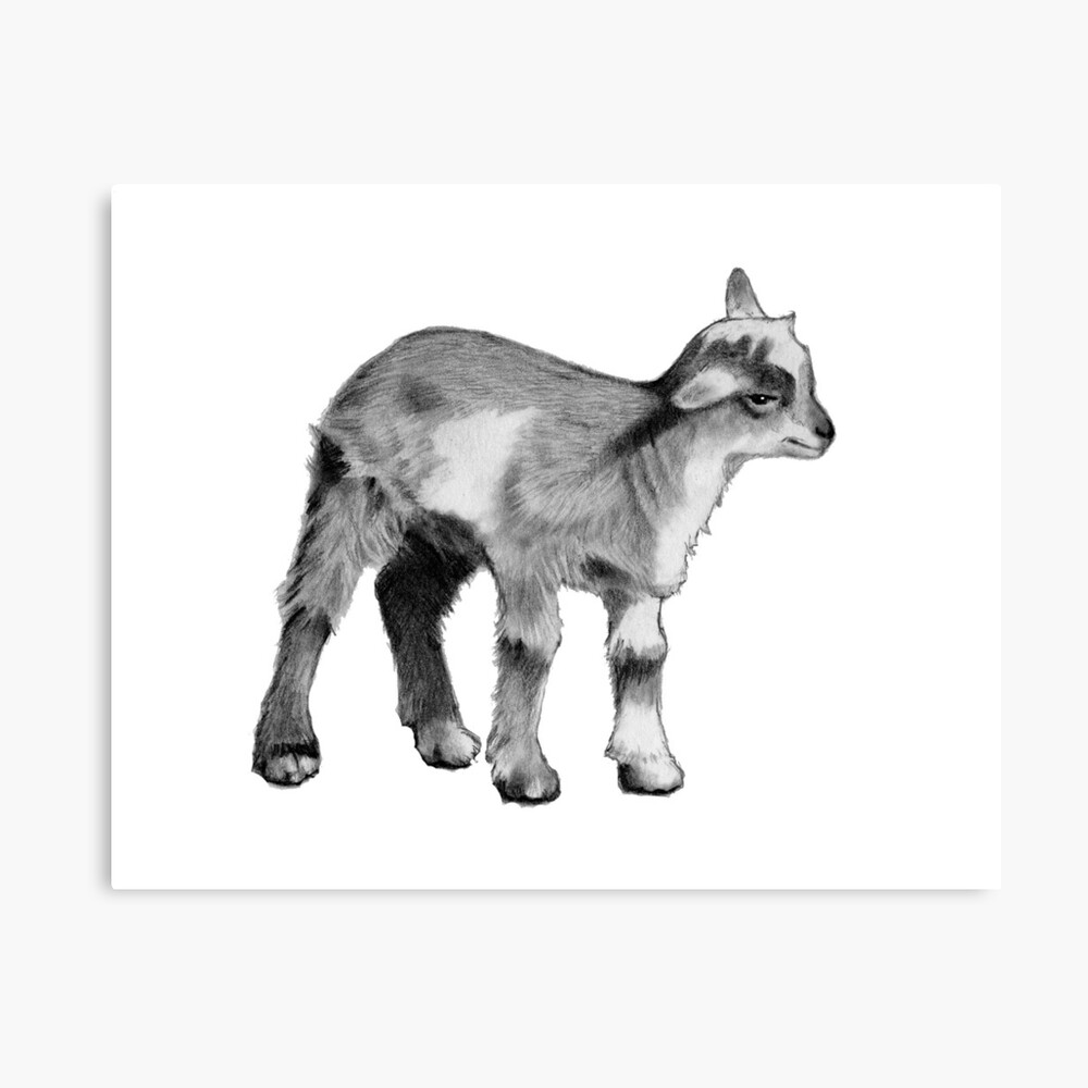 Sketch of goat drawn by hand livestock animal grazing Sketch of goat  drawn by hand on a white background livestock  CanStock
