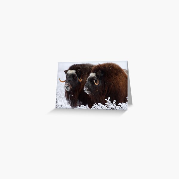 King of the Tundra Greeting Card