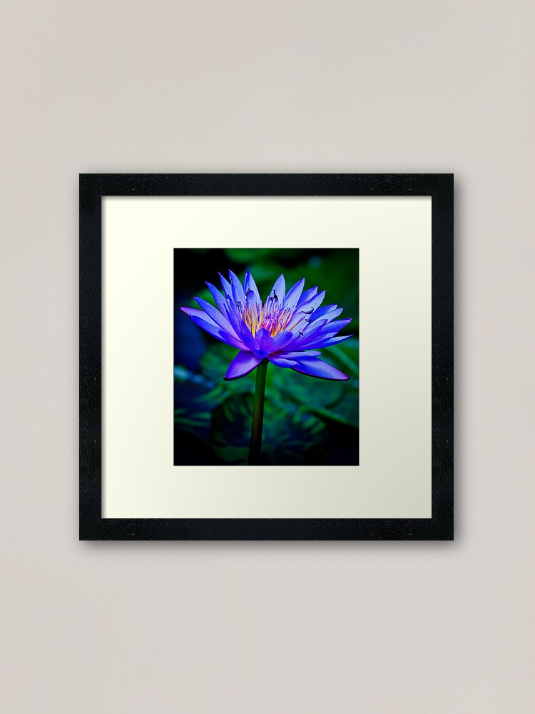 Alternate view of Blue Lotus Framed Art Print
