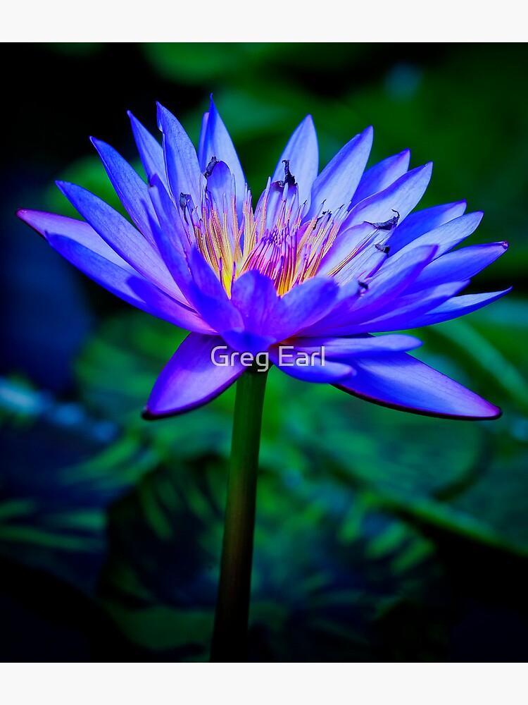 Blue Lotus by GregEarl