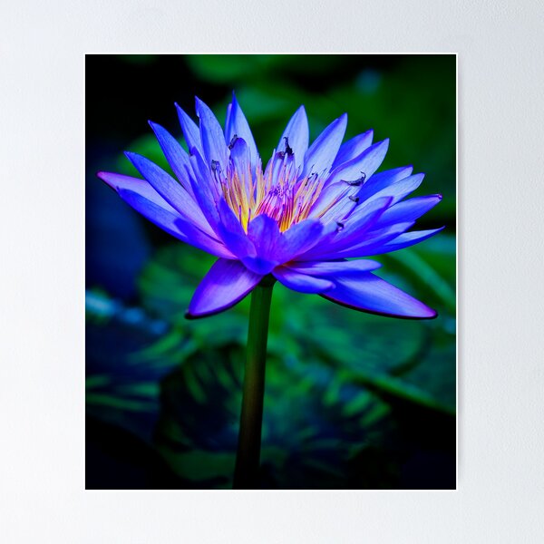 Blaue ägyptische Seerose (Blauer Lotus) Stock Photo