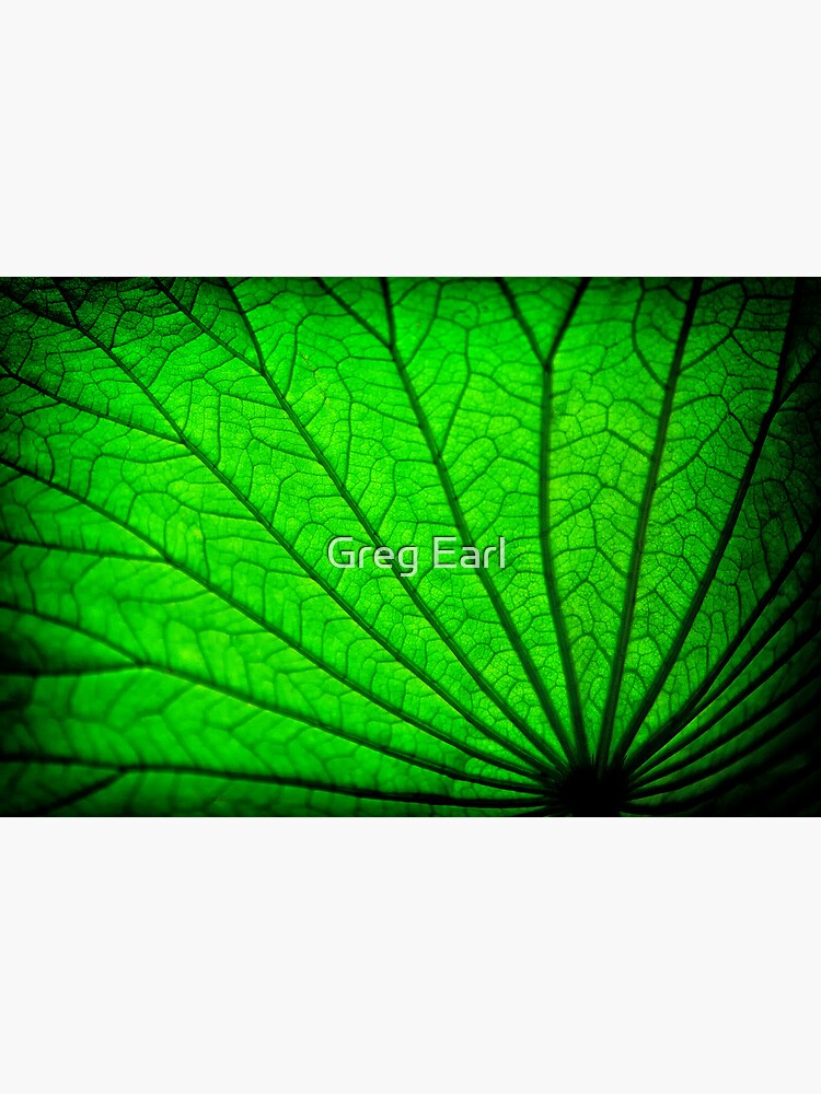 Lotus Leaf by GregEarl