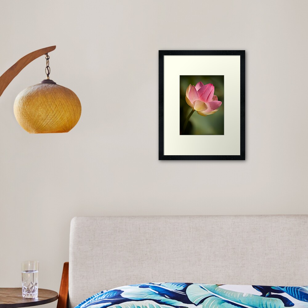 Pink Lotus Framed Art Print