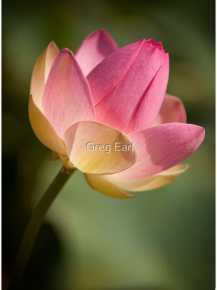 Pink Lotus by GregEarl