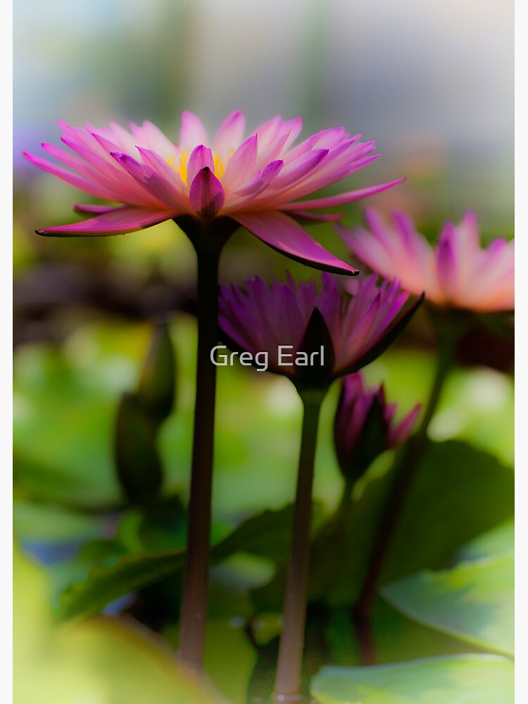 Pink Lotus 2 by GregEarl