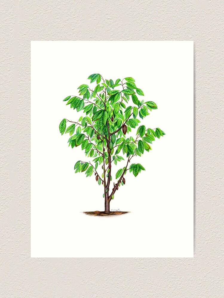 Cacao Tree Theobroma Cacao Art Print By Edenart Redbubble
