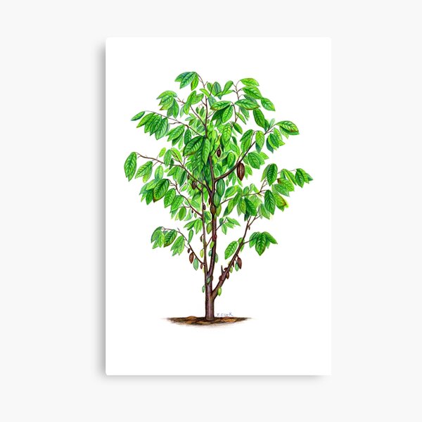 Cacao Tree (Theobroma cacao) Canvas Print