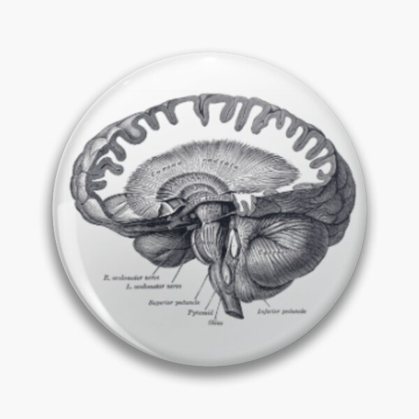 Item preview, Brain Anatomy designed and sold by BlueSpecsStudio.