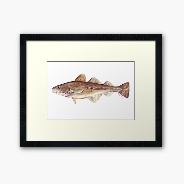 Item preview, Atlantic Cod (Gadus morhua) designed and sold by Tamara Clark.