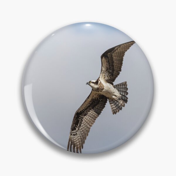 Item preview, Osprey 2020-2 designed and sold by Thomasyoung.