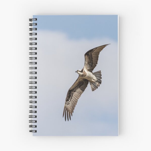 Item preview, Osprey 2020-2 designed and sold by Thomasyoung.