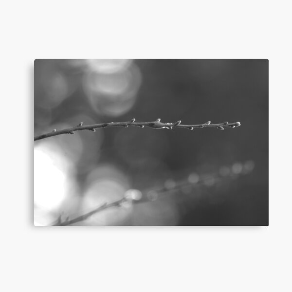 Arlo's Stick Canvas Print
