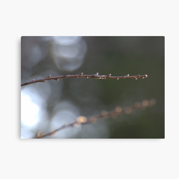 Arlo's Stick (color) Canvas Print