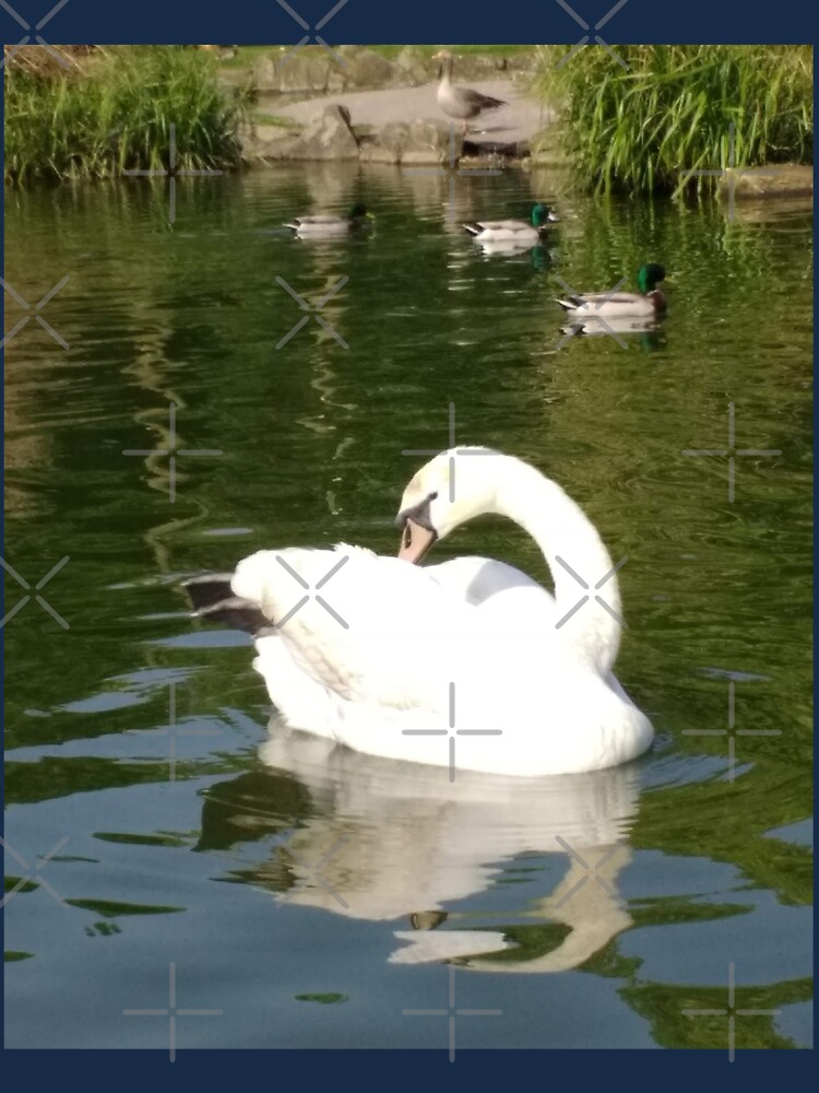 M.I. #65 |☼| Swan - Shot 23 (Pearson Park) by Naean