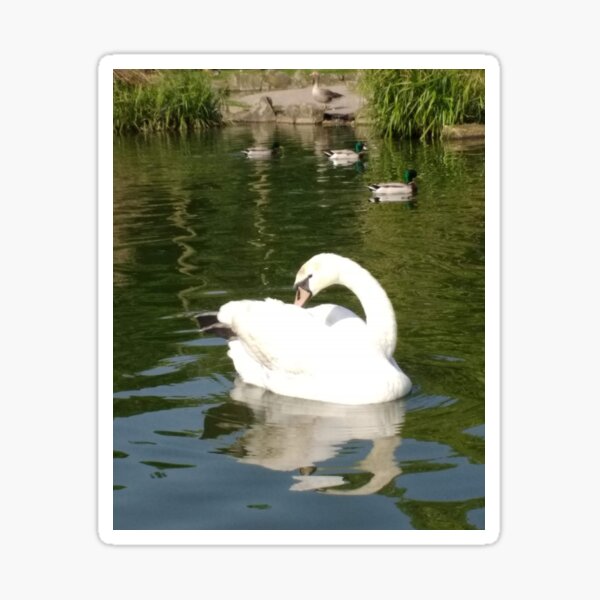 Merch #65 -- Swan - Shot 23 (Pearson Park) Sticker