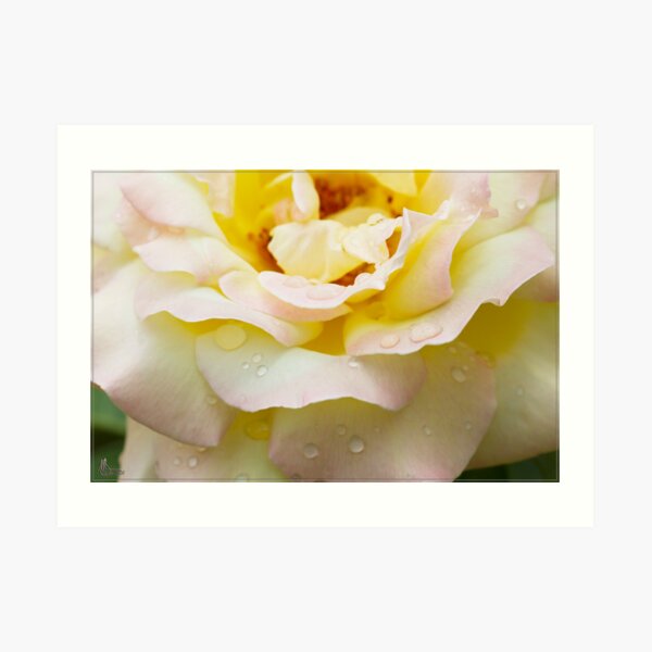 Dewey Eyed Rose 2 Art Print