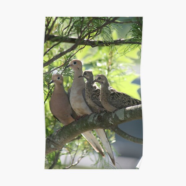 Dove Family Poster