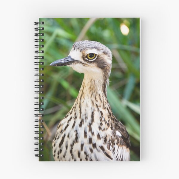 Artikelvorschau, Bush Steinbrachvogel. entworfen und verkauft von Anne Scantlebury.