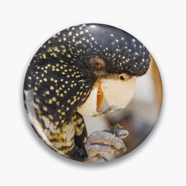 Item preview, Red tailed black cockatoo. designed and sold by Anne Scantlebury.