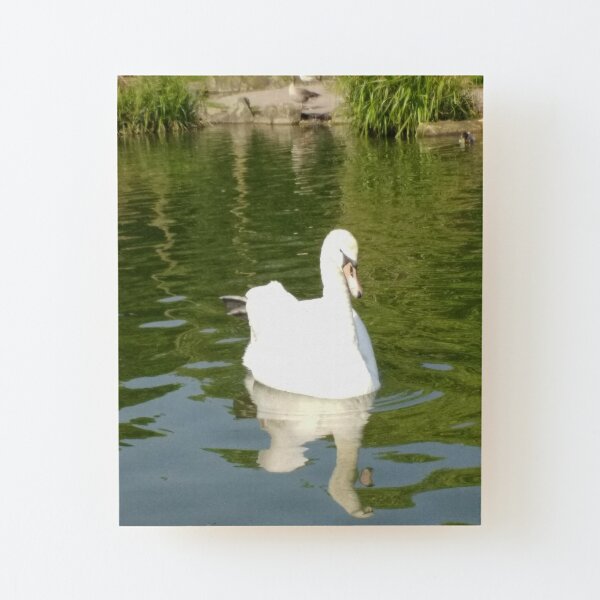 Merch #66 -- Swan - Shot 24 (Pearson Park) Wood Mounted Print